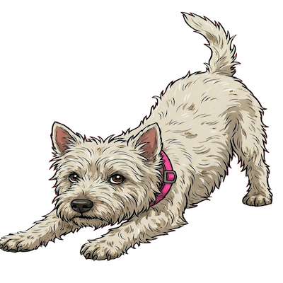 Rowdy Ruby - A rough and ready West Highland Terrier with a red collar